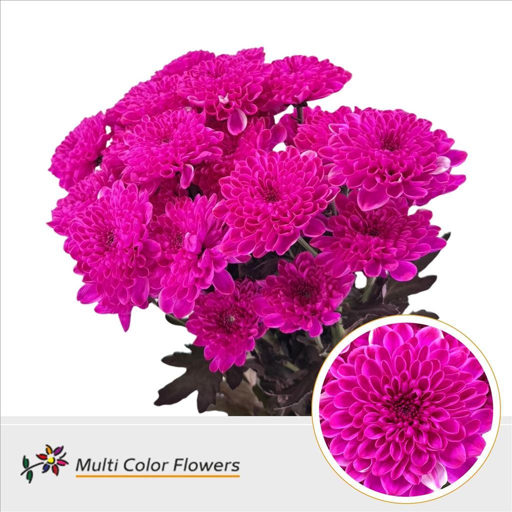 Срезанные цветы оптом Chrys sp paint altaj cerise от 40шт из Голландии с доставкой по России