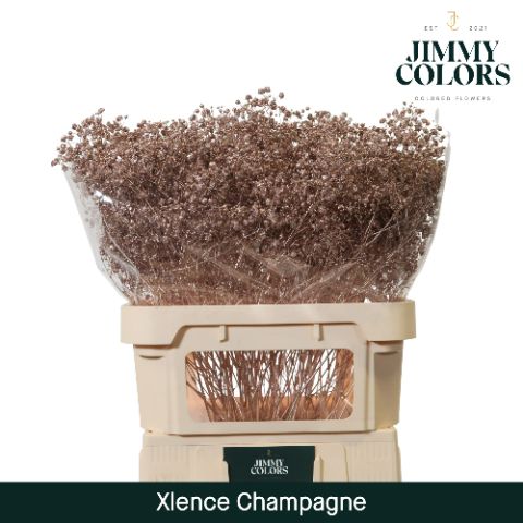Срезанные цветы оптом Gyps large paint champagne от 50шт из Голландии с доставкой по России
