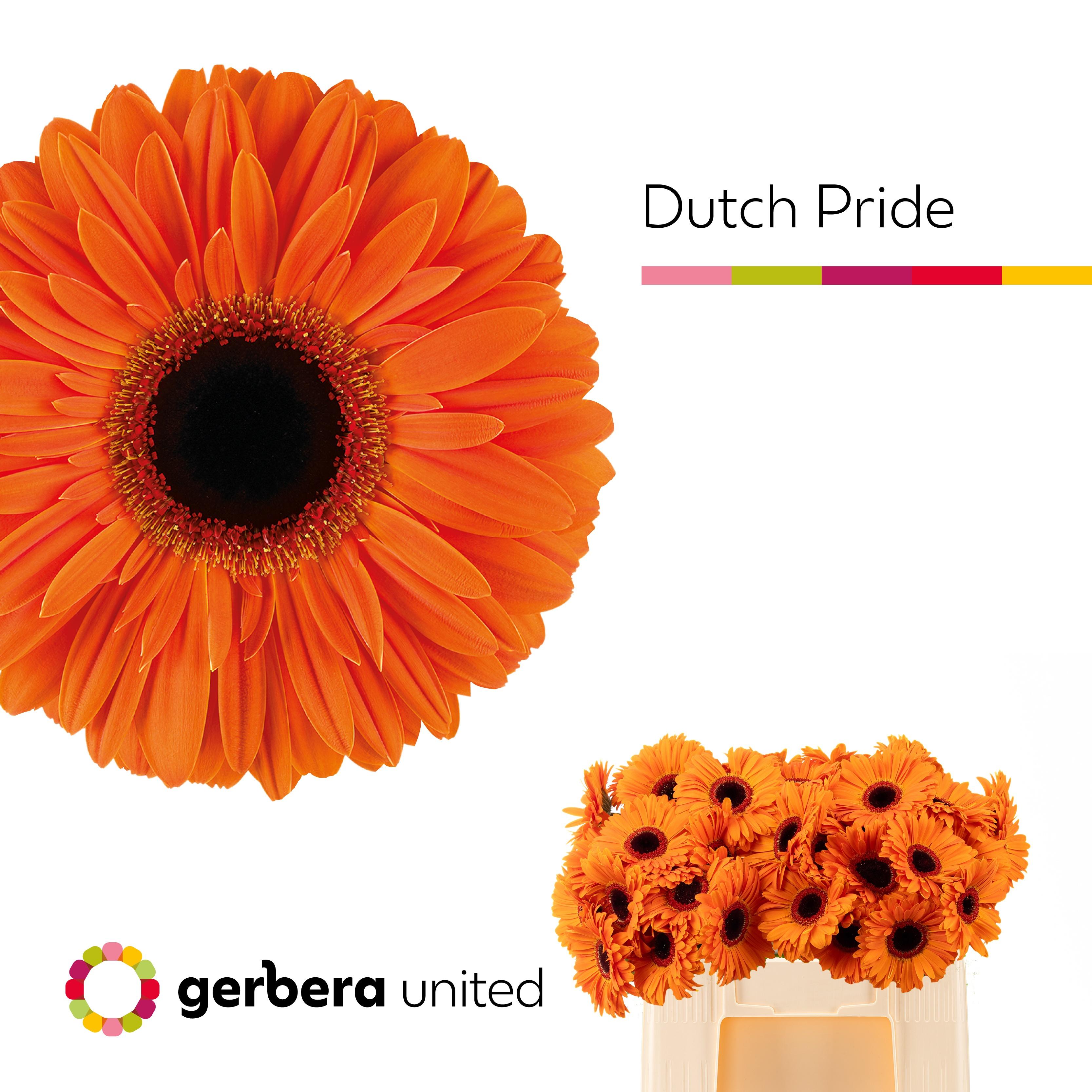 Срезанные цветы оптом Gerbera dutch pride от 40шт из Голландии с доставкой по России