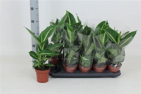 Горшечные цветы и растения оптом Dieffenbachia Green Magic от 10шт из Голландии с доставкой по России