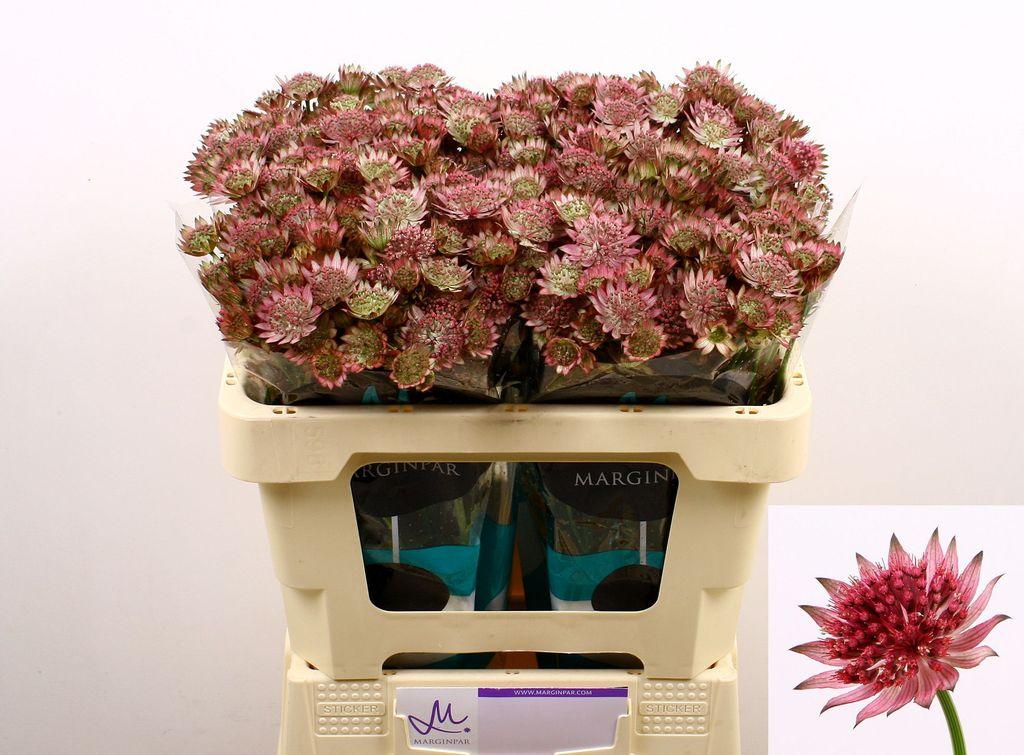 Срезанные цветы оптом Astrantia roma от 100шт из Голландии с доставкой по России