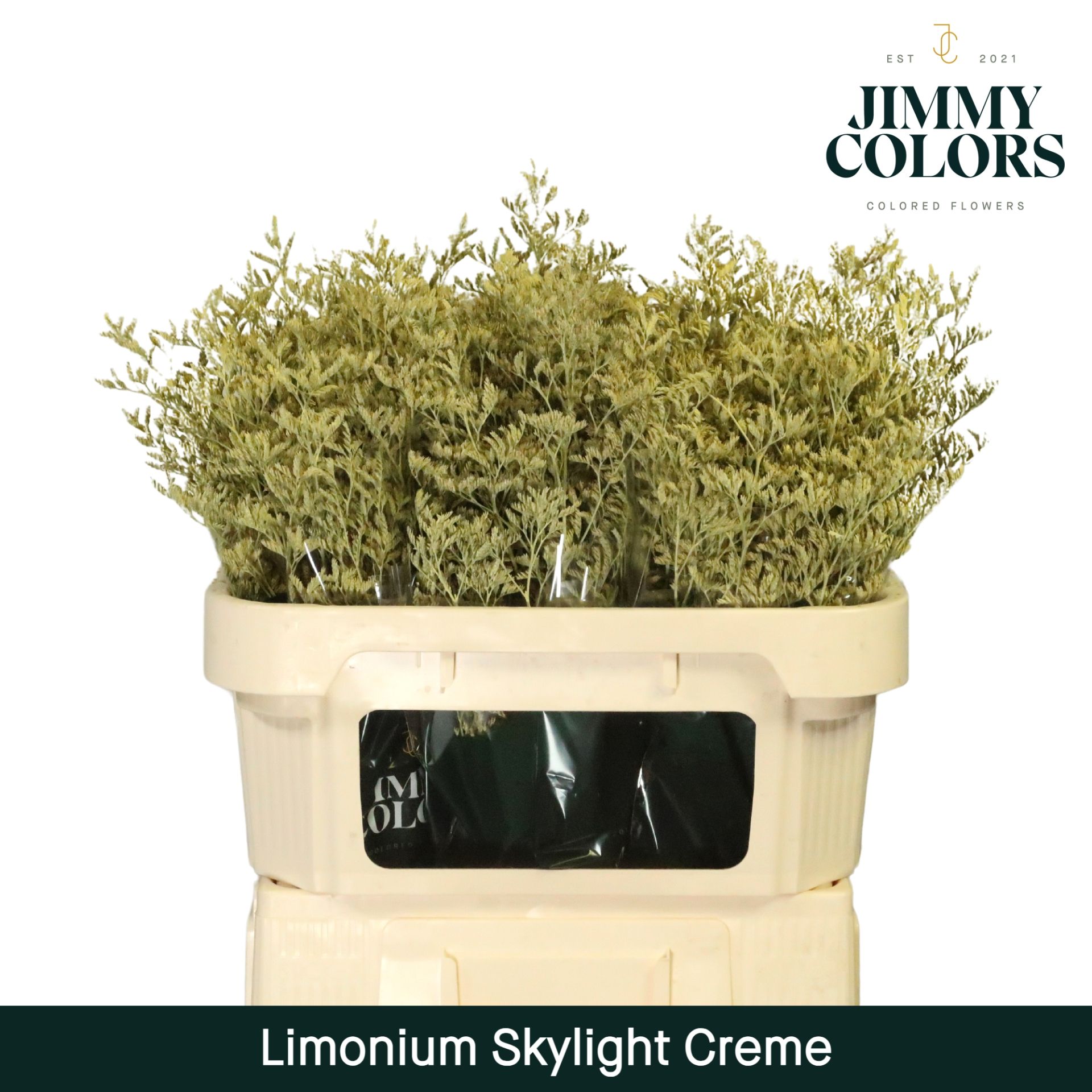 Срезанные цветы оптом Limonium paint cream от 50шт из Голландии с доставкой по России