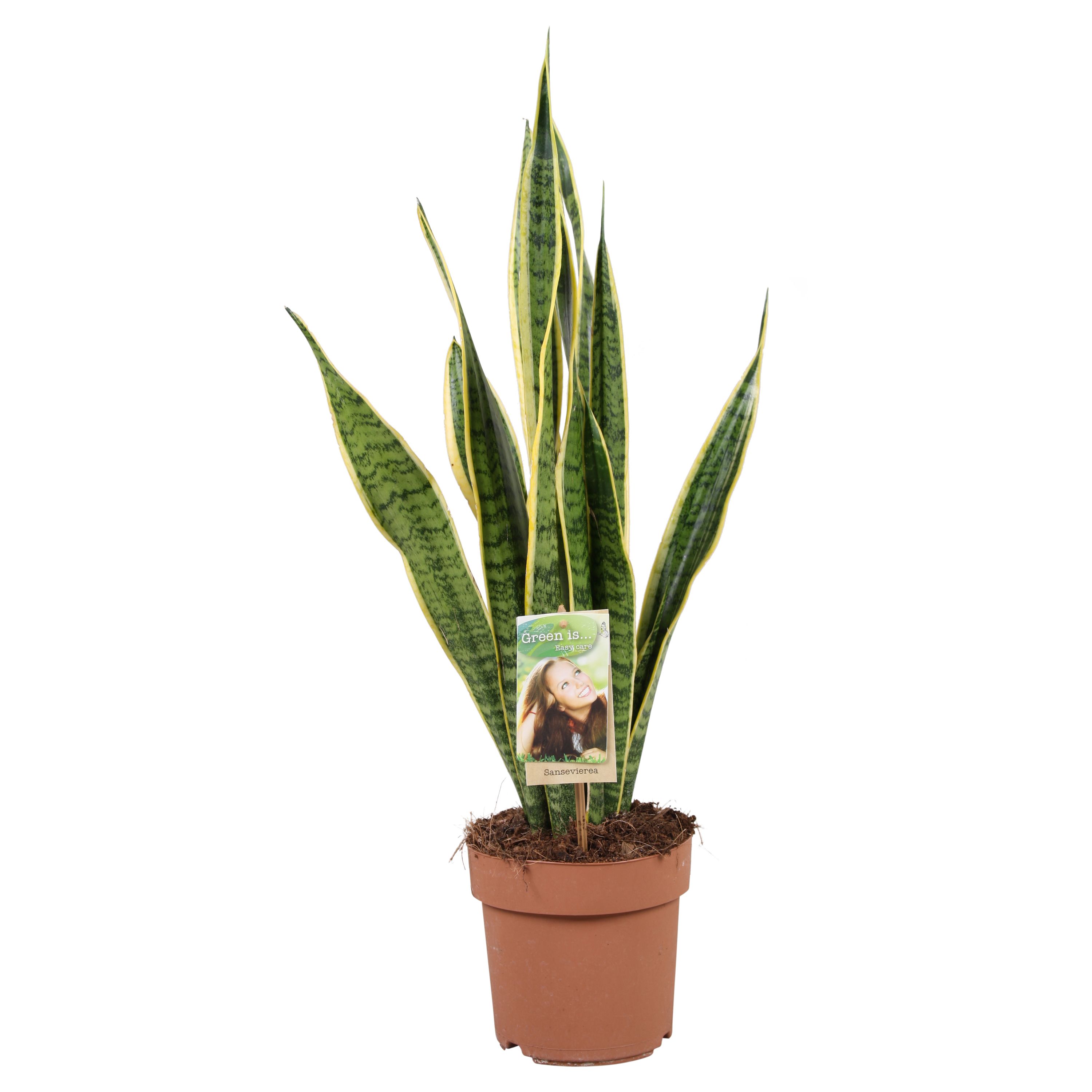 Горшечные цветы и растения оптом Sansevieria Laurentii от 1шт из Голландии с доставкой по России