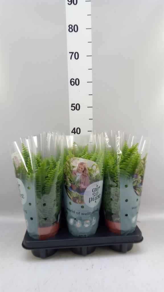 Горшечные цветы и растения оптом Nephrolepis Green Lady от 6шт из Голландии с доставкой по России