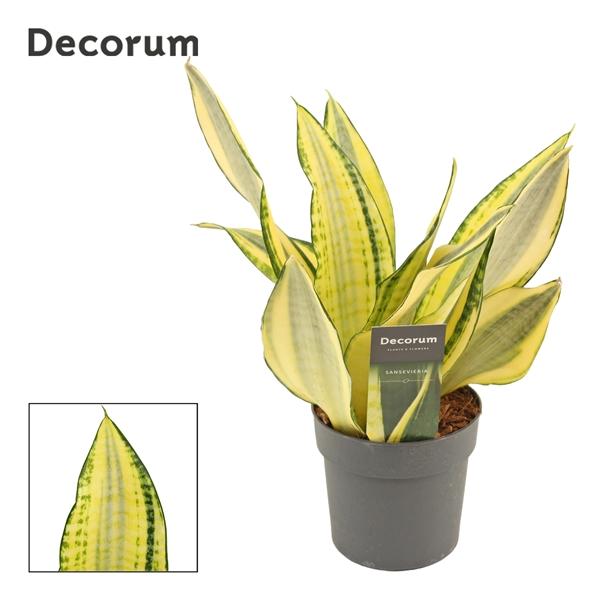 Горшечные цветы и растения оптом Sansevieria Gold Dust (decorum) от 10шт из Голландии с доставкой по России