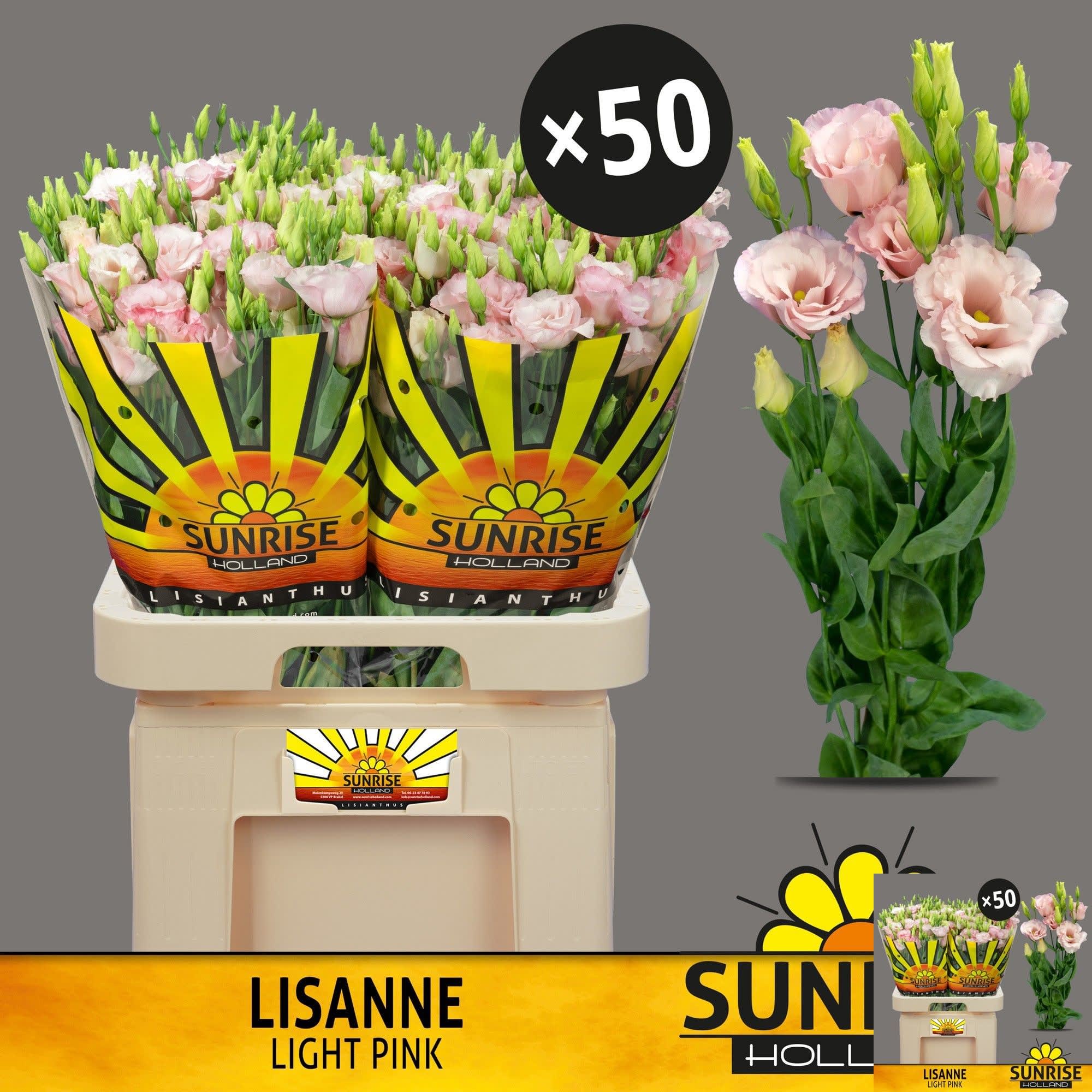 Срезанные цветы оптом Lisianthus do lisanne light pink от 50шт из Голландии с доставкой по России
