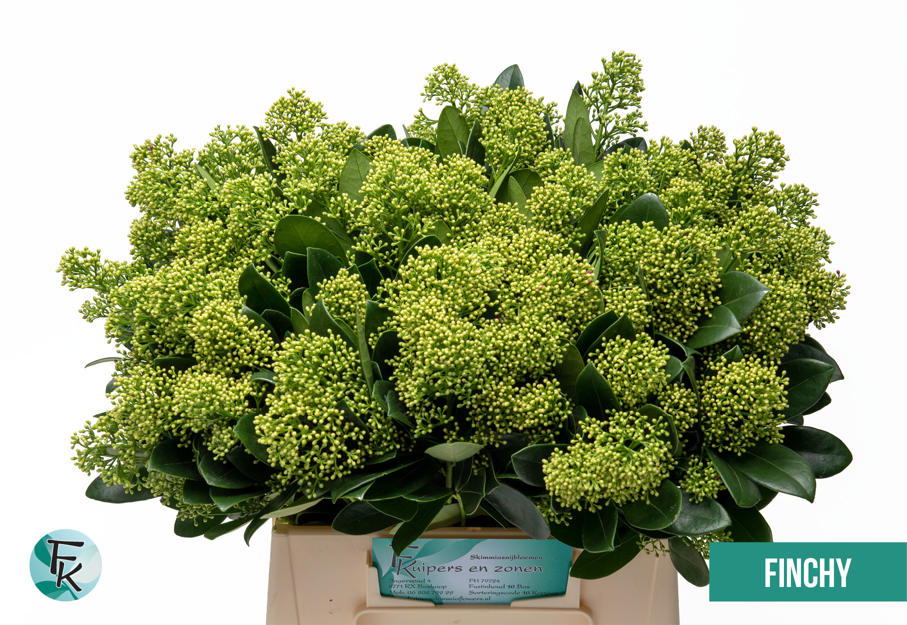 Срезанные цветы оптом Skimmia magical finchy от 10шт из Голландии с доставкой по России