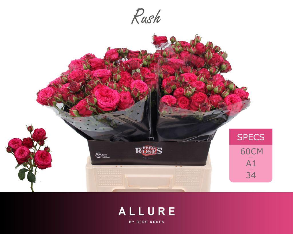 Срезанные цветы оптом Rosa spray rush от 30шт из Голландии с доставкой по России