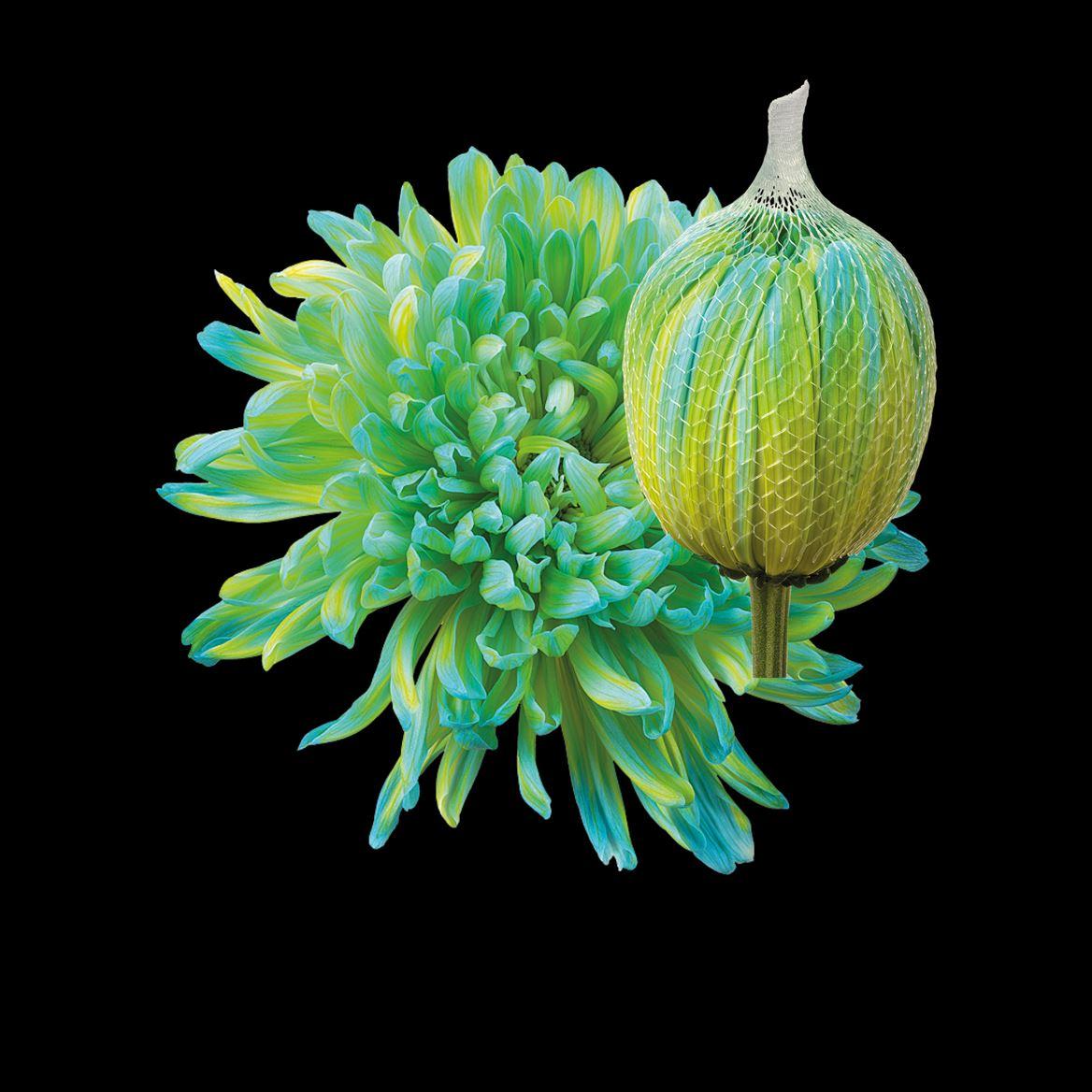 Срезанные цветы оптом Chrys bl paint antonov double mint от 40шт из Голландии с доставкой по России