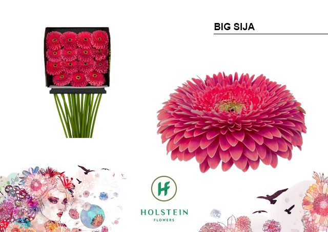 Срезанные цветы оптом Gerbera diamond gerponi big sija от 15шт из Голландии с доставкой по России