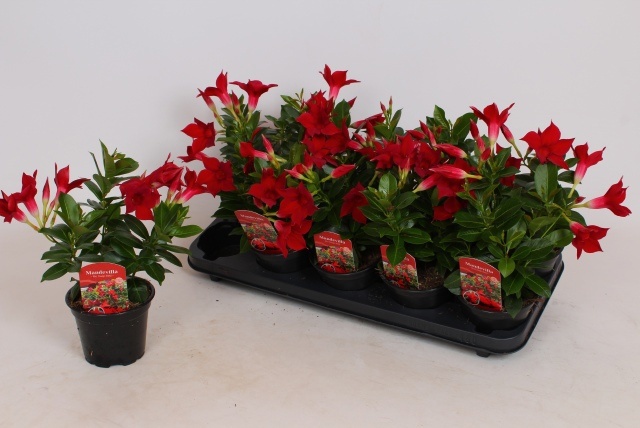 Горшечные цветы и растения оптом Mande Rio Dark Red от 10шт из Голландии с доставкой по России