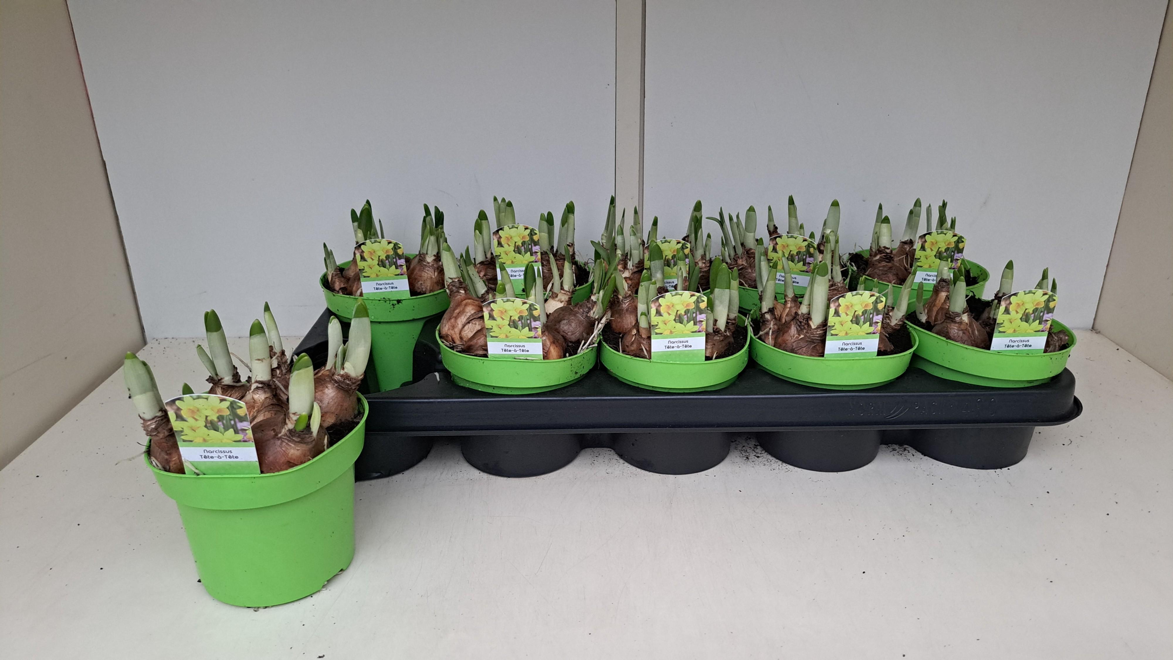 Горшечные цветы и растения оптом Narc O Tete A Tete от 10шт из Голландии с доставкой по России