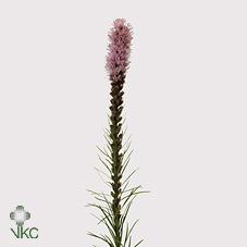 Срезанные цветы оптом Liatris callilepis от 100шт из Голландии с доставкой по России