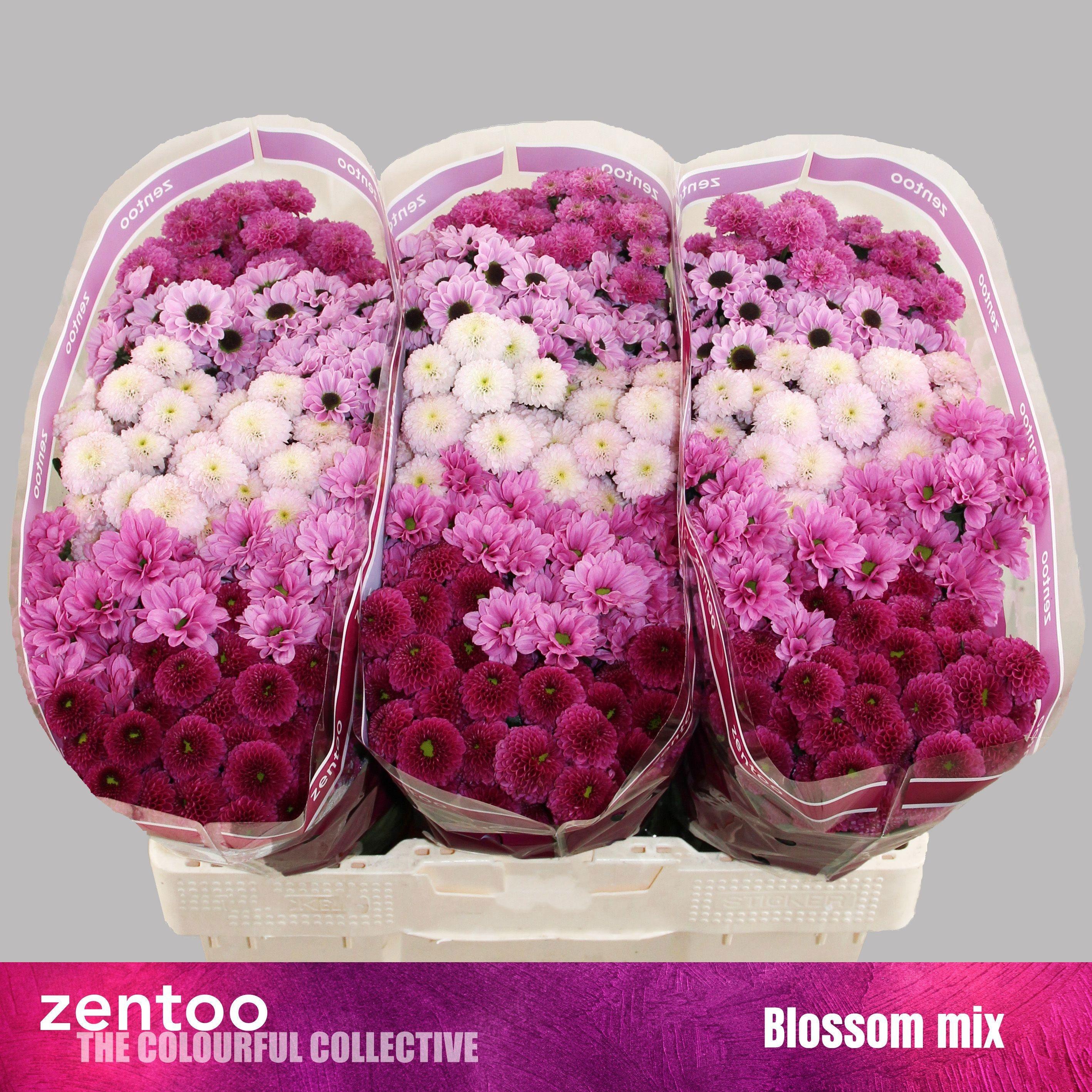 Срезанные цветы оптом Chrys sa mix blossom от 75шт из Голландии с доставкой по России