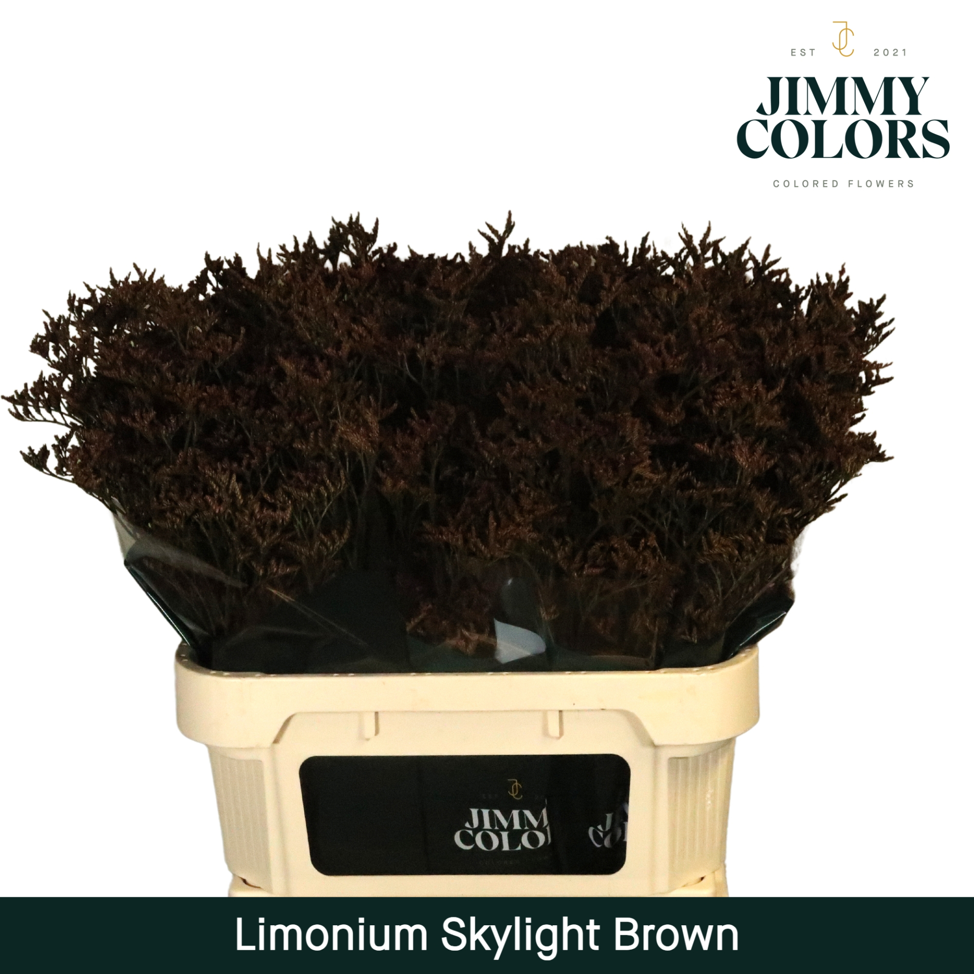 Срезанные цветы оптом Limonium paint brown от 25шт из Голландии с доставкой по России
