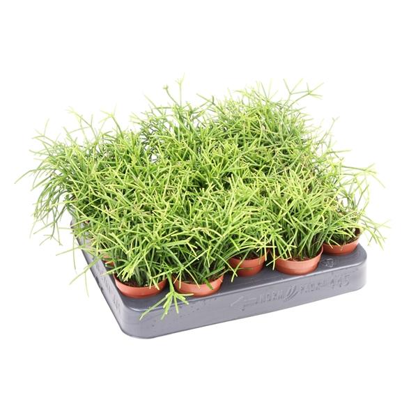 Горшечные цветы и растения оптом Rhipsalis Cassutha Oasis от 20шт (для телеги) из Голландии с доставкой по России