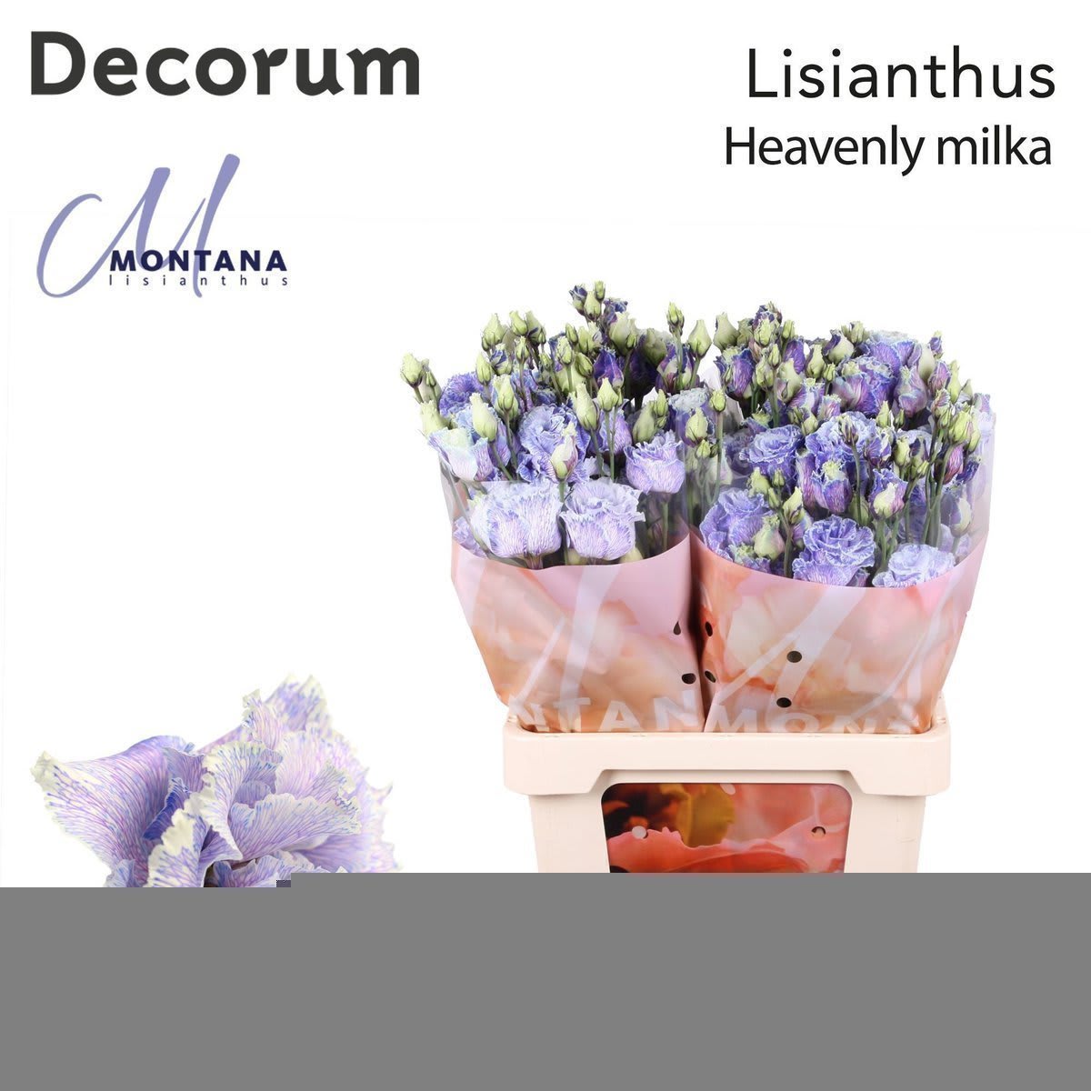 Срезанные цветы оптом Lisianthus do paint heavenly milka от 20шт из Голландии с доставкой по России