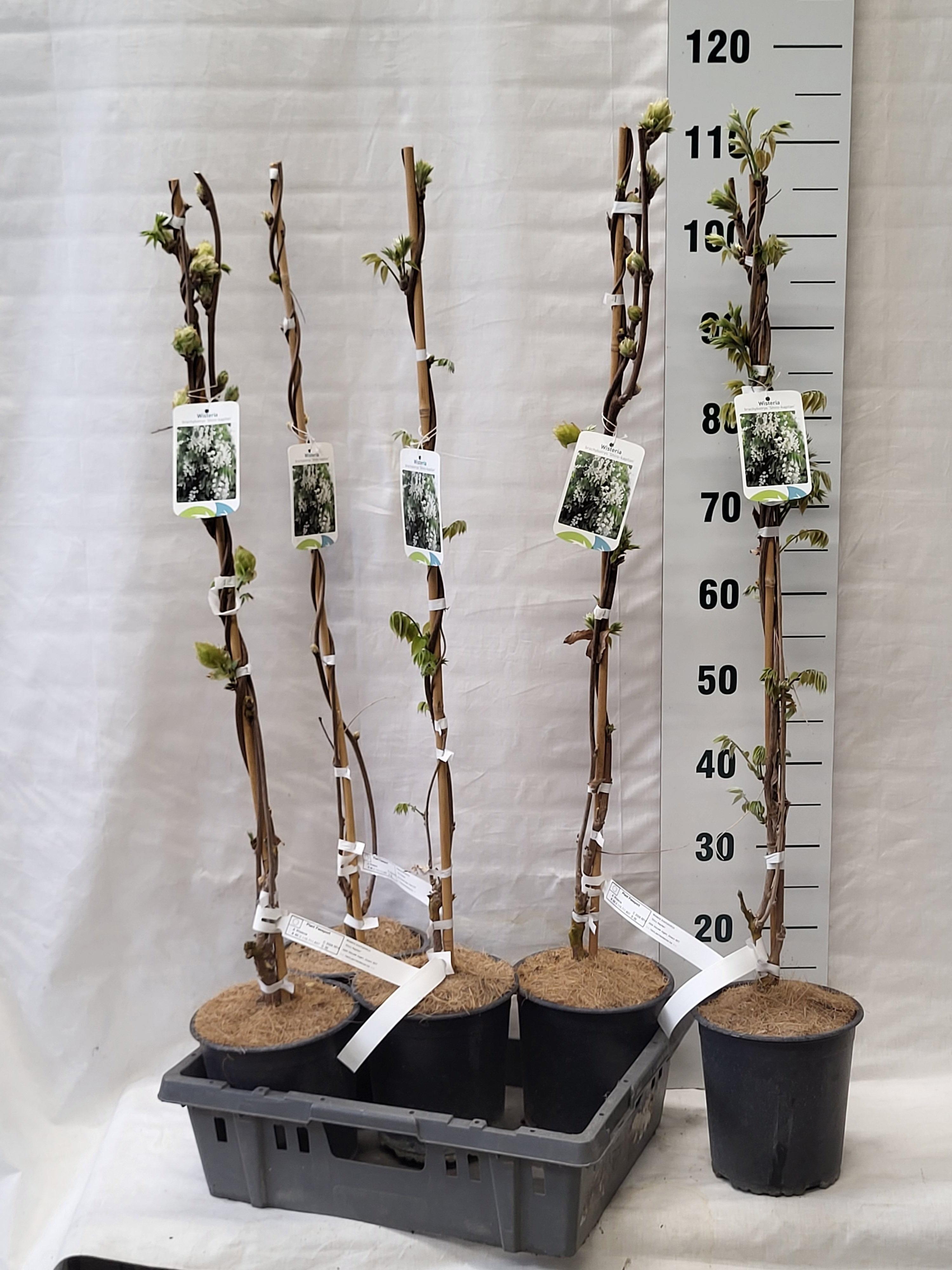 Горшечные цветы и растения оптом Wist Ov от 5шт из Голландии с доставкой по России