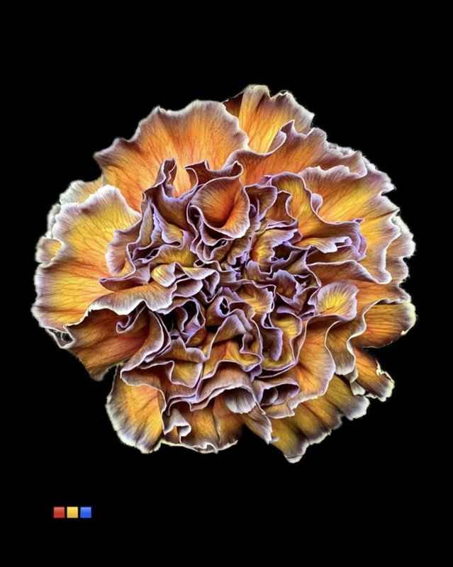 Срезанные цветы оптом Dianthus st paint cameleon от 80шт из Голландии с доставкой по России