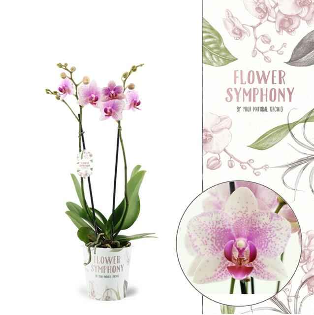 Горшечные цветы и растения оптом Phalaenopsis Rotterdam от 5шт из Голландии с доставкой по России