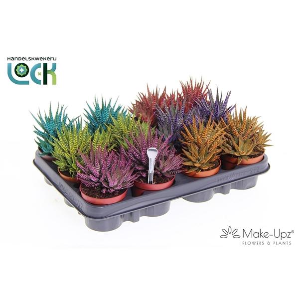 Горшечные цветы и растения оптом Haworthia Big Band Mix от 12шт (для телеги) из Голландии с доставкой по России