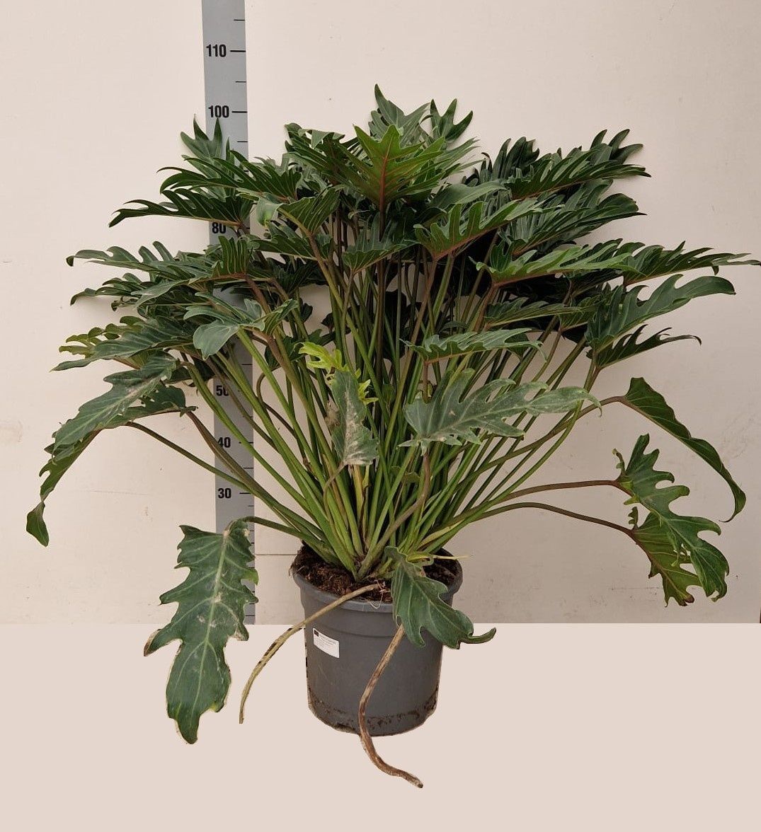 Горшечные цветы и растения оптом Phil Xanadu от 1шт из Голландии с доставкой по России