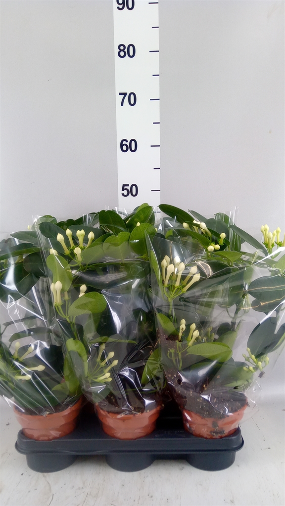 Горшечные цветы и растения оптом Stephanotis Floribunda ... от 8шт из Голландии с доставкой по России