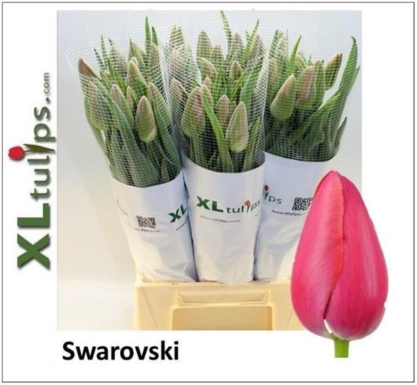 Срезанные цветы оптом Tulipa si swarovski от 50шт из Голландии с доставкой по России