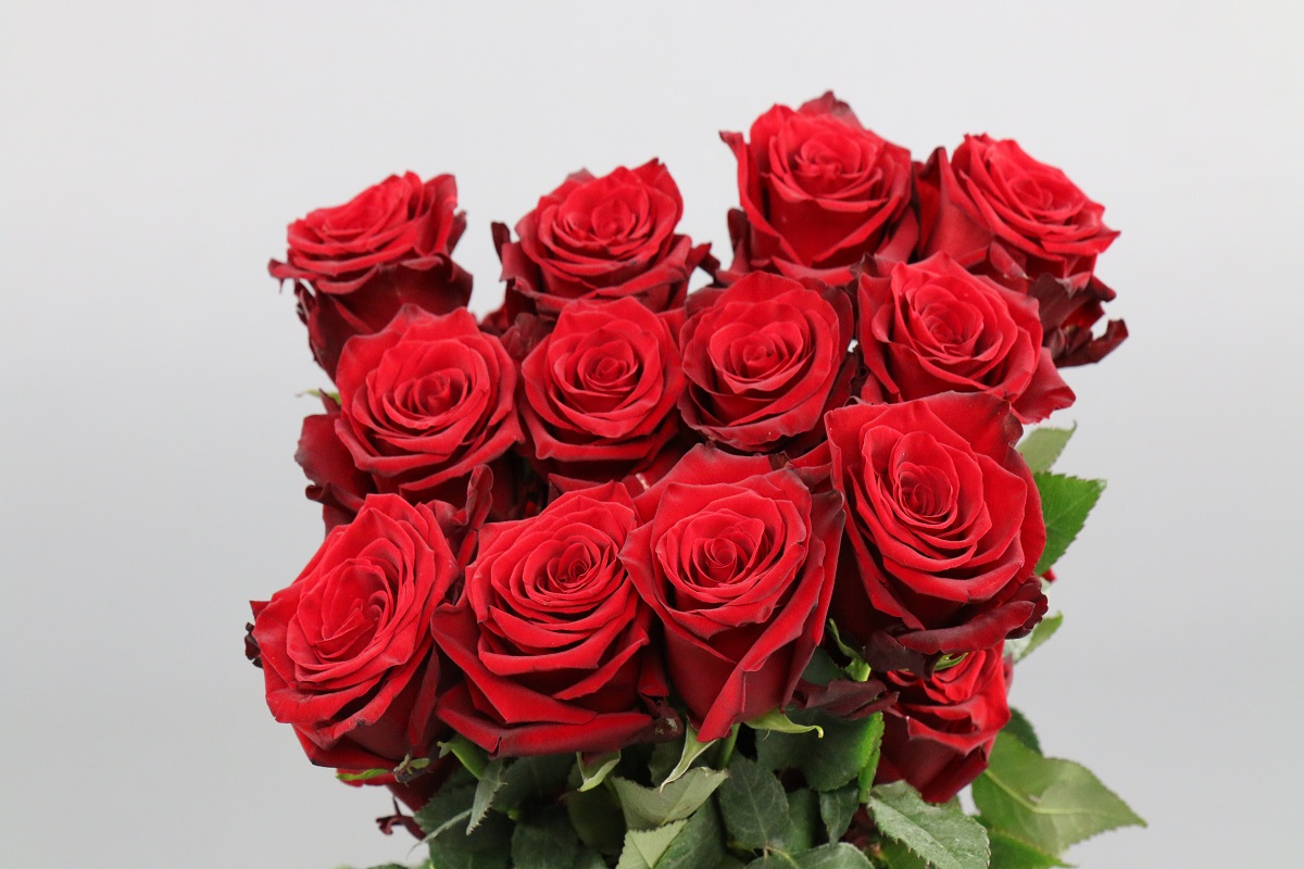 Срезанные цветы оптом Rosa ec explorer от 60шт из Голландии с доставкой по России