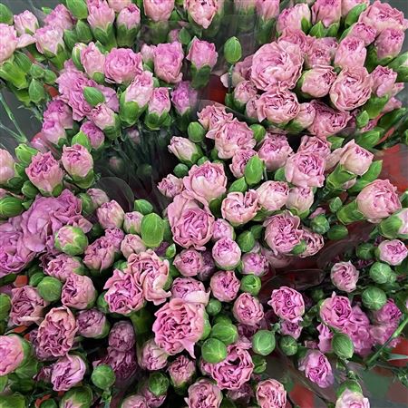 Срезанные цветы оптом Dianthus sp mocca sweet от 100шт. из Голландии с доставкой по России