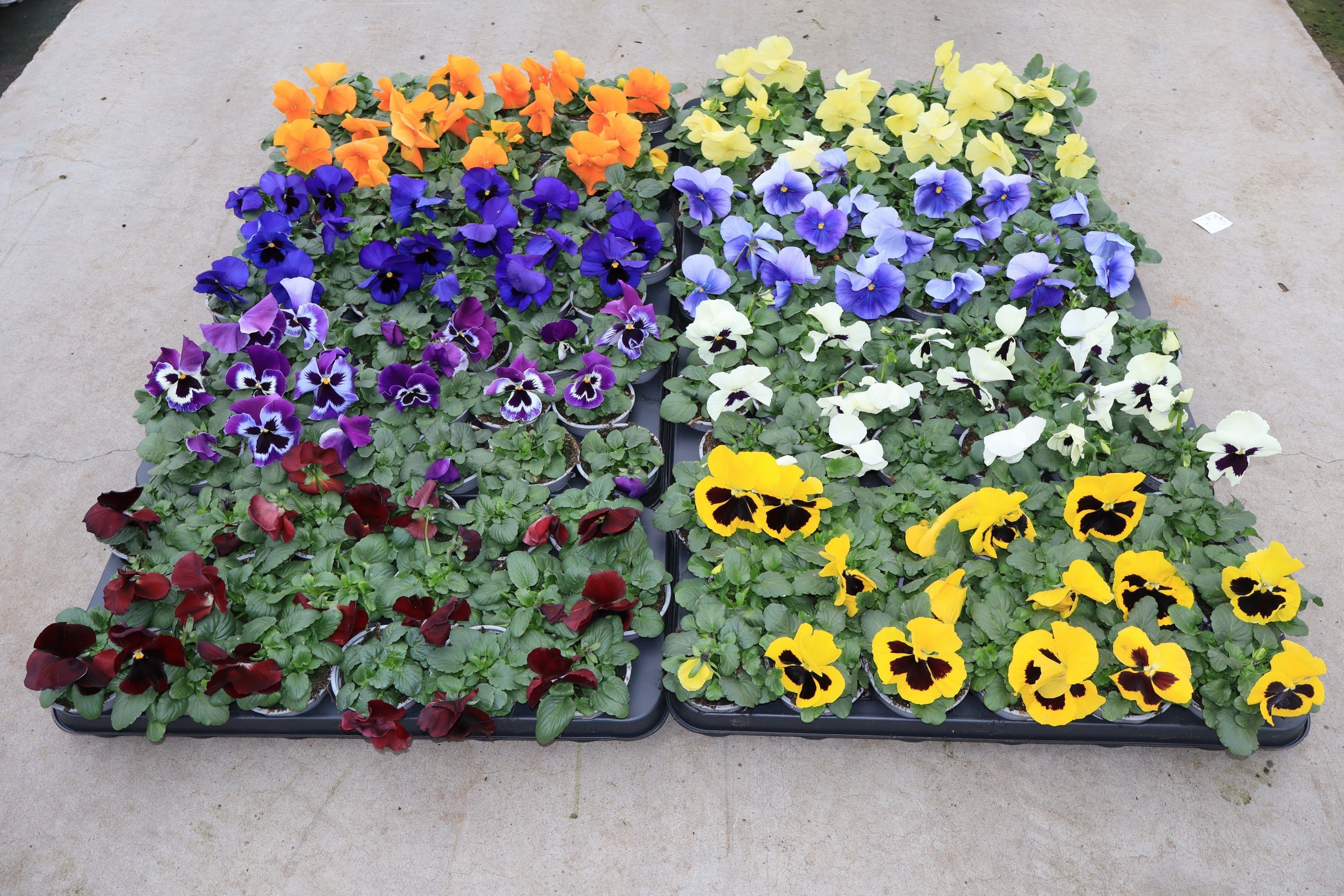 Горшечные цветы и растения оптом Vio Wi Evo Mixk от 18шт (для телеги) из Голландии с доставкой по России