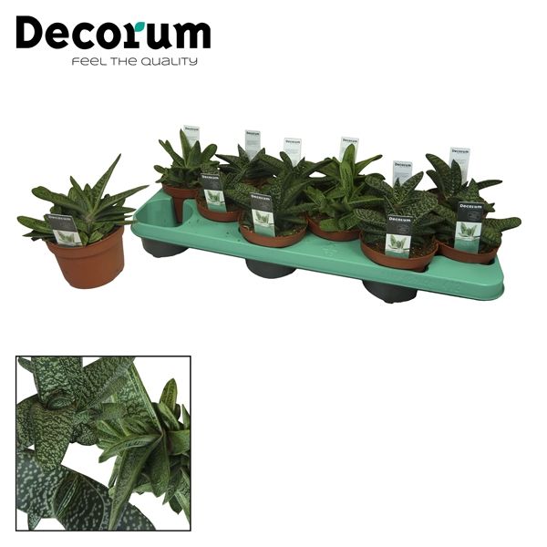 Горшечные цветы и растения оптом Gasteria Mix 3srt (decorum) от 12шт из Голландии с доставкой по России