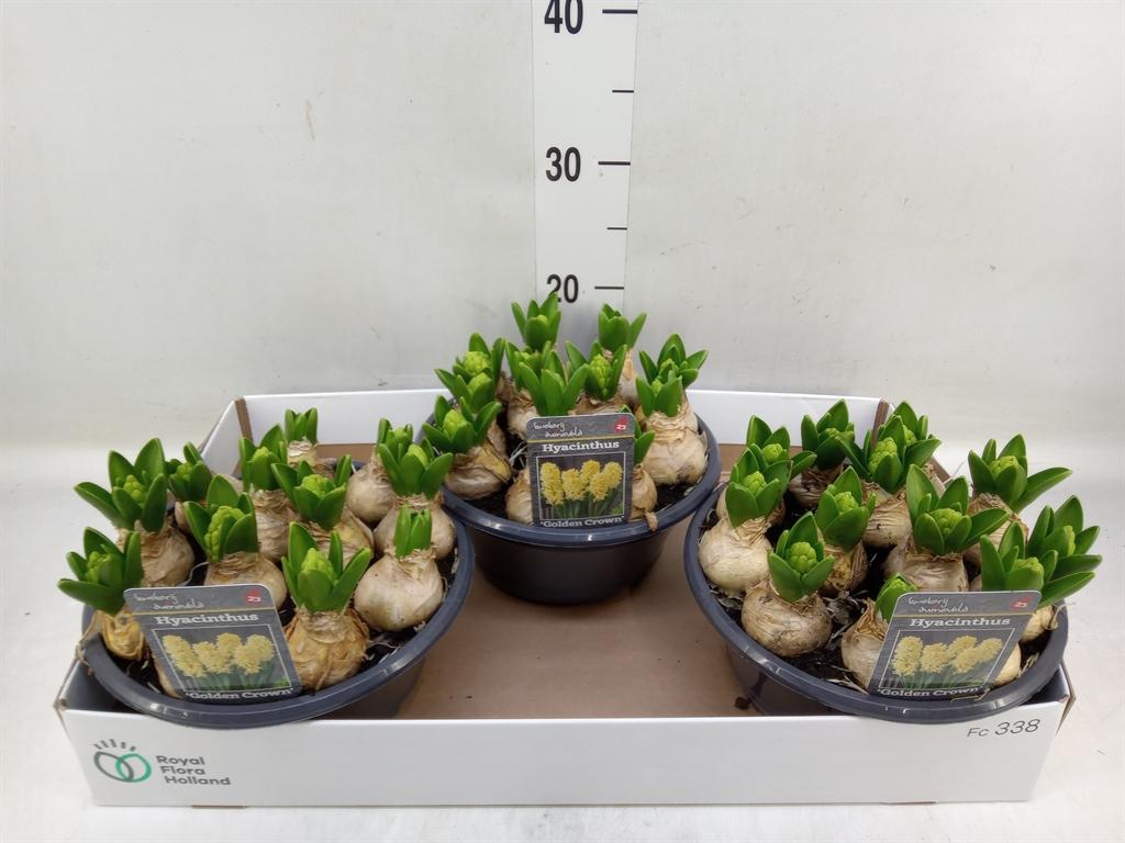 Горшечные цветы и растения оптом Hyacinthus Orie.   ... от 3шт из Голландии с доставкой по России