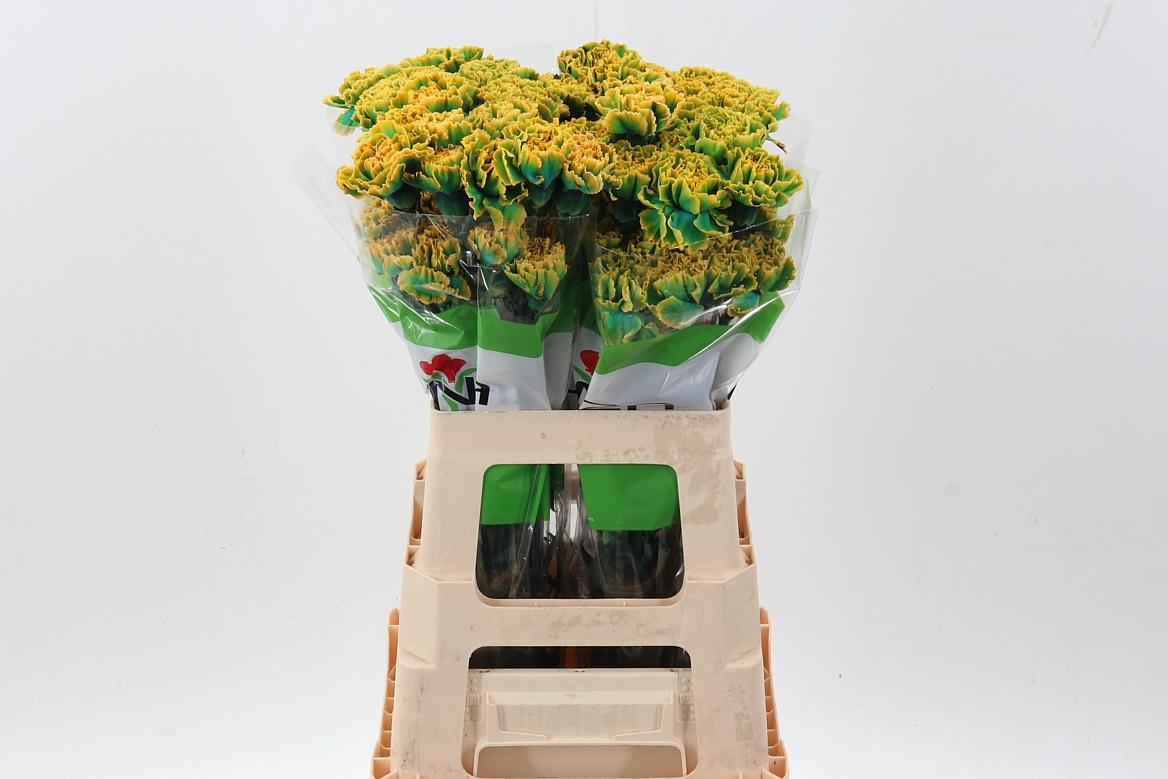 Срезанные цветы оптом Dianthus st paint gothic green от 80шт из Голландии с доставкой по России