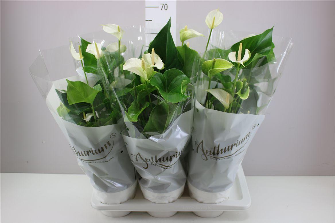 Горшечные цветы и растения оптом Anth An White Champion от 6шт из Голландии с доставкой по России