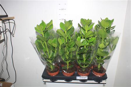 Горшечные цветы и растения оптом Clusia Princess от 8шт из Голландии с доставкой по России