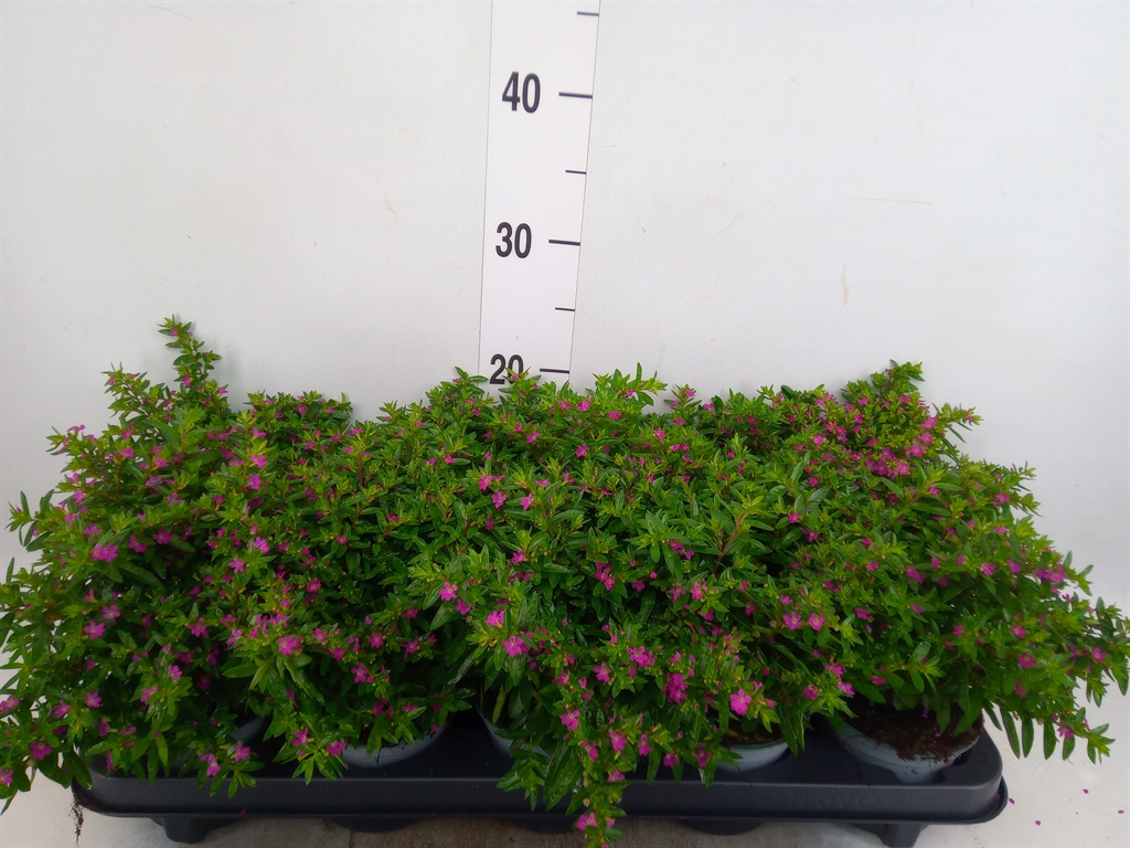 Горшечные цветы и растения оптом Cuphea Hyssop. от 10шт из Голландии с доставкой по России