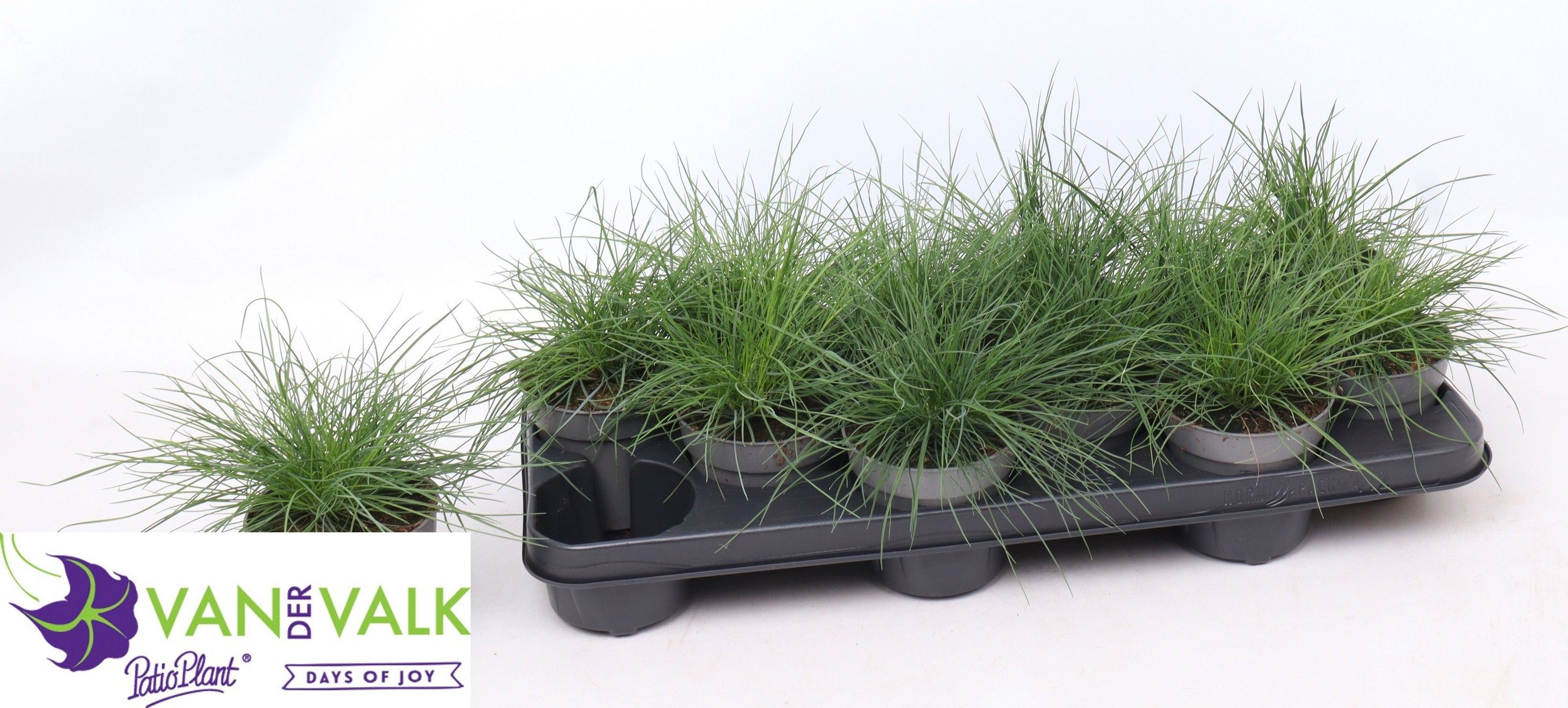 Горшечные цветы и растения оптом Fest Glauca от 12шт из Голландии с доставкой по России