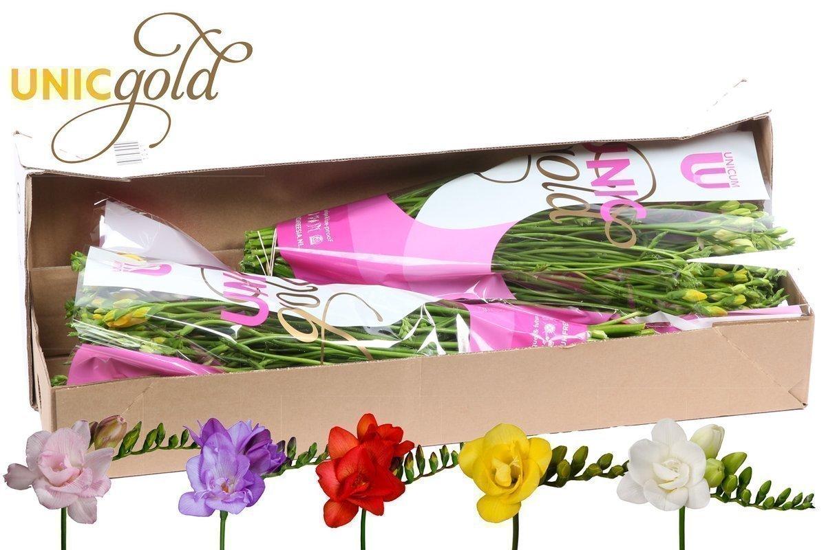 Срезанные цветы оптом Freesia do mix in box rainbow от 100шт из Голландии с доставкой по России