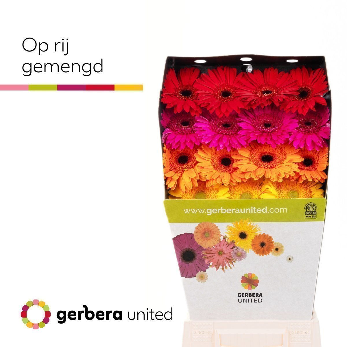Срезанные цветы оптом Gerbera diamond mix in row от 45шт. из Голландии с доставкой по России