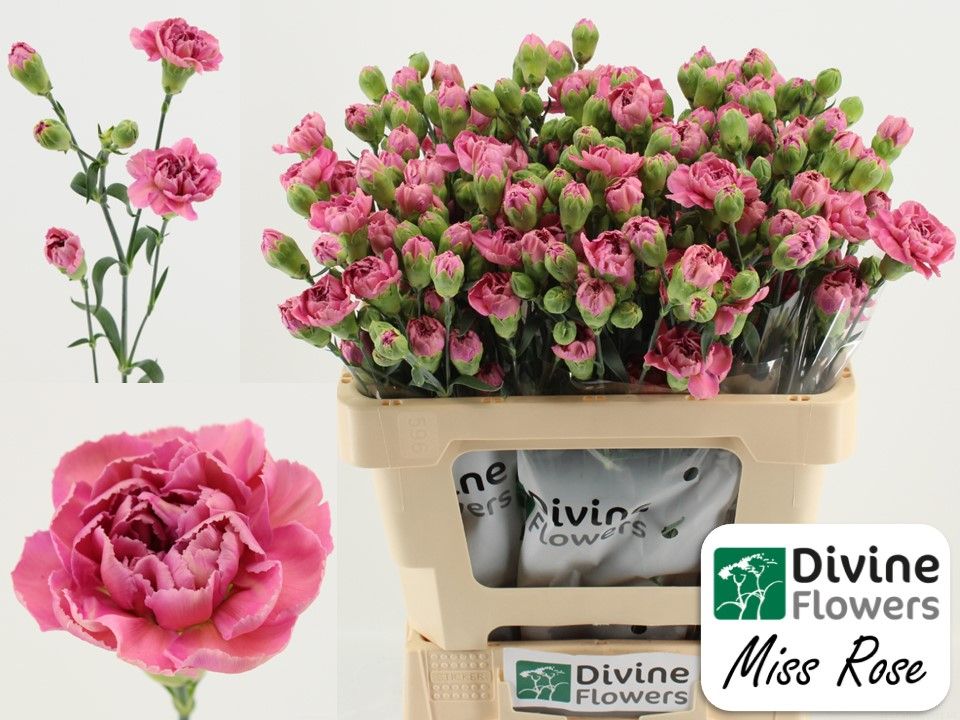 Срезанные цветы оптом Dianthus sp miss rose от 60шт. из Голландии с доставкой по России