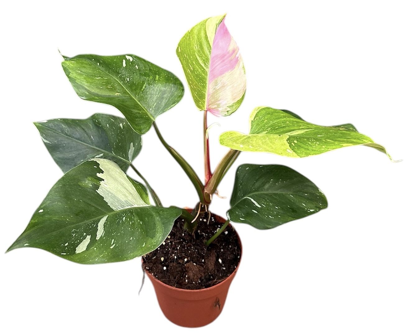 Горшечные цветы и растения оптом Philodendron Fresh Aurea Tricolor от 1шт из Голландии с доставкой по России
