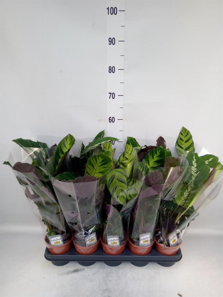 Горшечные цветы и растения оптом Calathea   ...mix 3 от 10шт из Голландии с доставкой по России