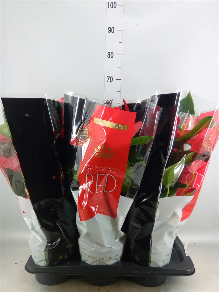 Горшечные цветы и растения оптом Anthurium   ...mix от 6шт из Голландии с доставкой по России