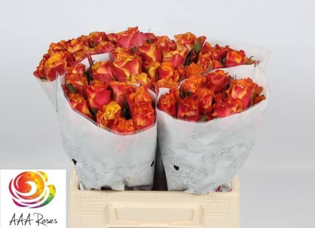 Срезанные цветы оптом Rosa large downtown от 50шт из Голландии с доставкой по России