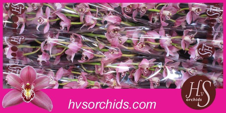 Срезанные цветы оптом Cymbidium pink candy от 6шт.. из Голландии с доставкой по России