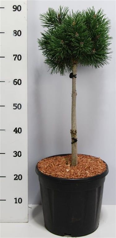 Горшечные цветы и растения оптом Pinus Mugo Mops On Stem от 1шт из Голландии с доставкой по России