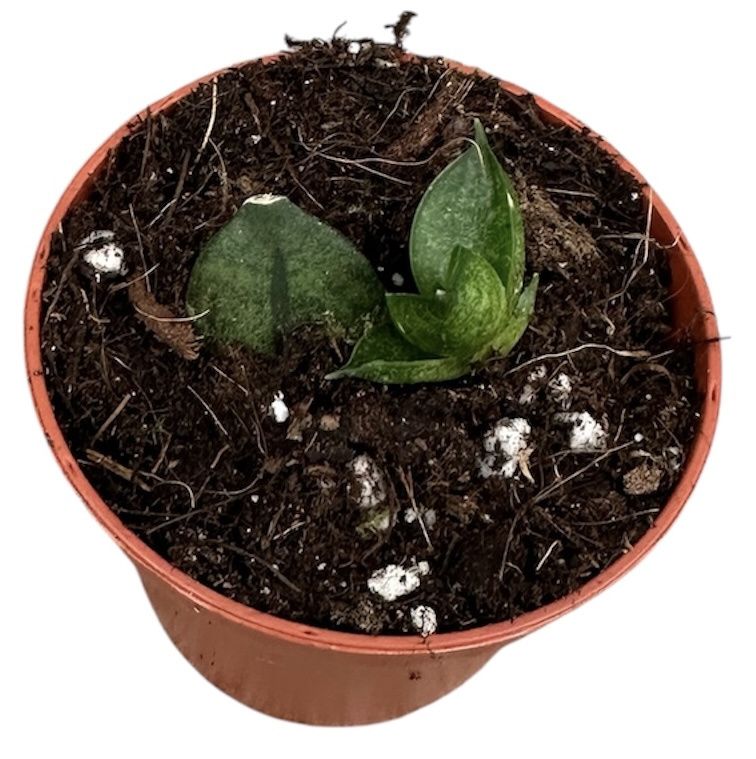 Горшечные цветы и растения оптом Sansevieria Pyramid от 1шт (для телеги) из Голландии с доставкой по России