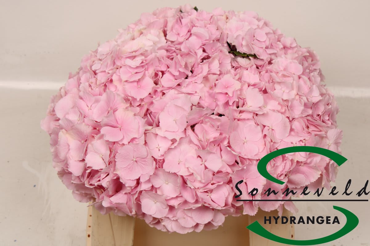 Срезанные цветы оптом Hydrangea verena от 10шт из Голландии с доставкой по России