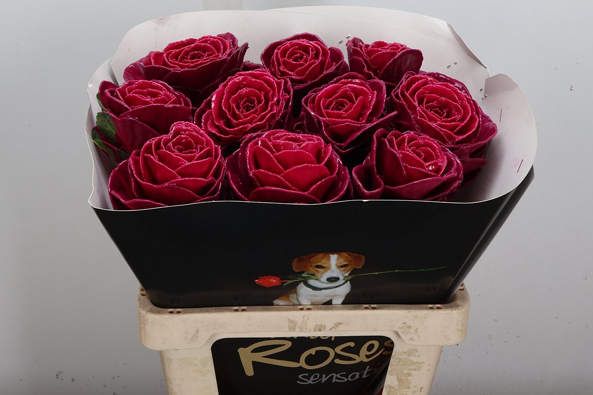 Срезанные цветы оптом Brassica wax cerise от 10шт из Голландии с доставкой по России